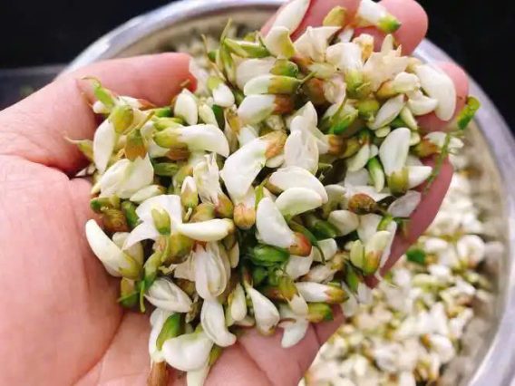 Công Dụng Của Hoa Hòe 19 Cong Dung Cua Hoa Hoe 4