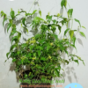 Thiết kế không tên