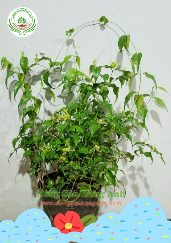 Thiết kế không tên
