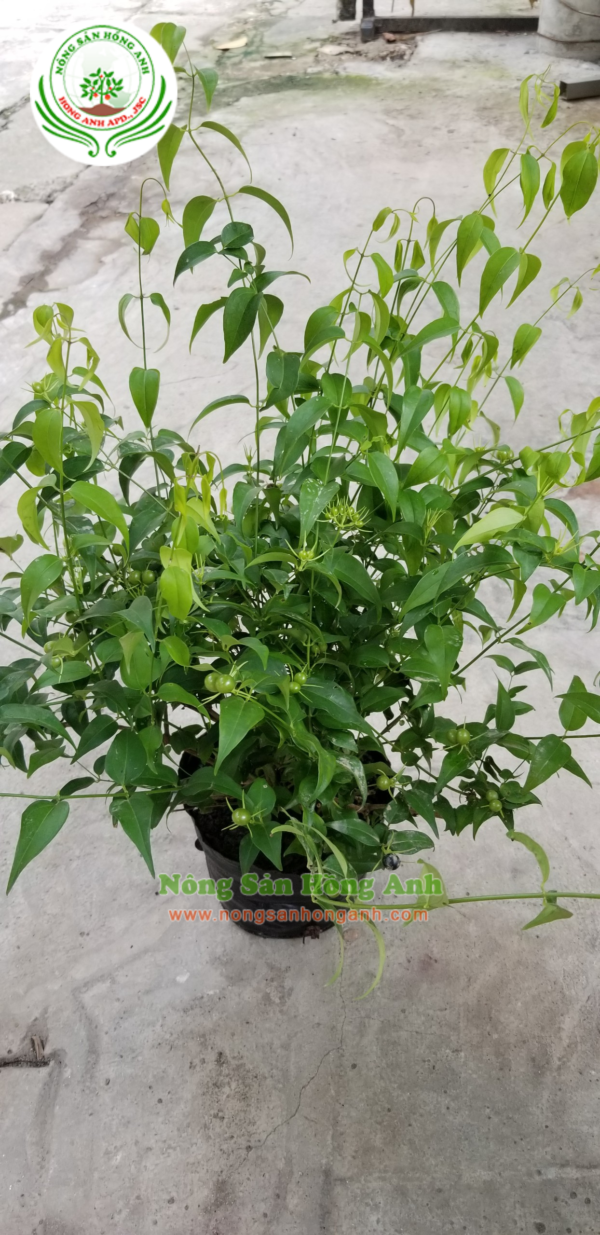Thiết kế không tên(1)