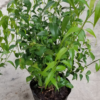 Thiết kế không tên(2)