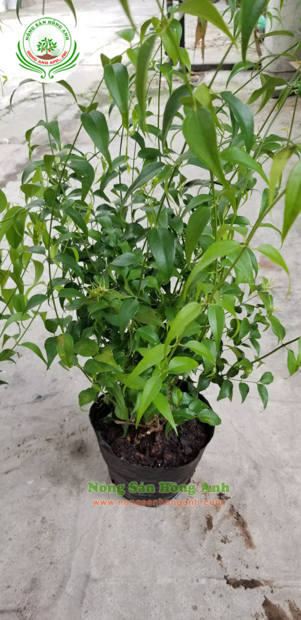 Thiết kế không tên(2)