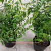 Thiết kế không tên(3)