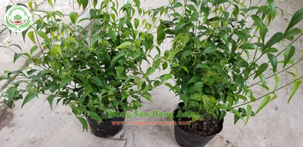 Thiết kế không tên(3)