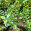 Thiết kế không tên(4)