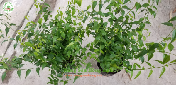 Thiết kế không tên(5)