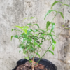 Thiết kế không tên(6)