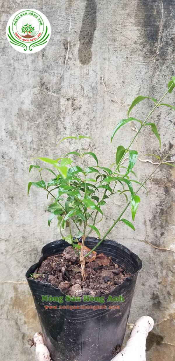 Thiết kế không tên(6)