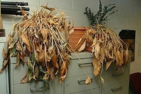 Cách trang trí nhà cửa khiến bạn nghèo 6 1