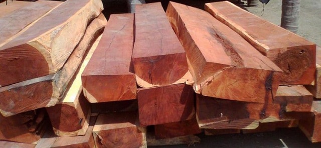 Trong gỗ tự nhiên có chứa nhiều nước, đường và tinh bột