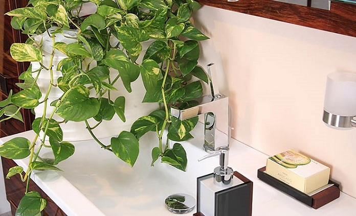 Đặt cây xanh trong phòng vệ sinh để hóa giải việc cửa nhà vệ sinh đối diện cửa phòng ngủ cửa phòng ngủ có nên đối diện cửa nhà vệ sinh