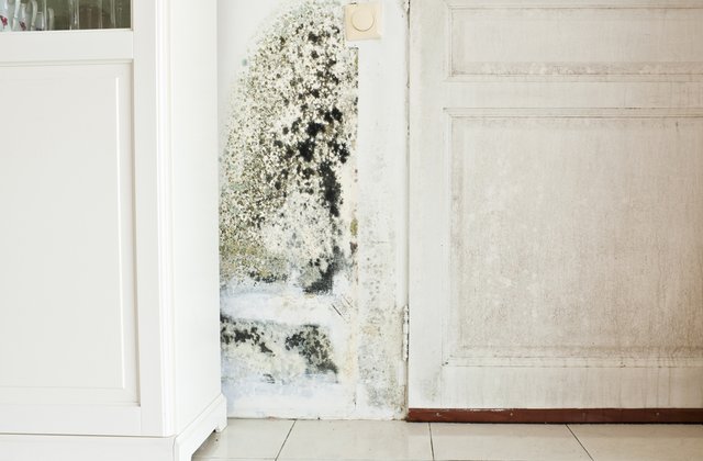Cửa bị mốc Cửa bị mốc