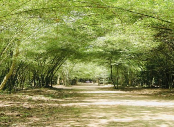 CAO DAI TEMPLE AND CU CHI TUNNELS DAY TRIP