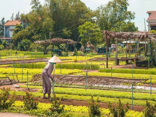 tra que vegetable village 4
