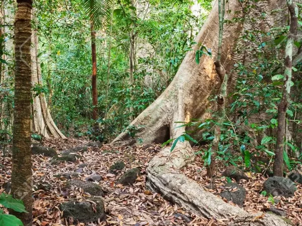 116804265 jungle in nam cat tien national park southern vietnam evergreen tropical forest