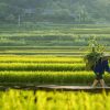 ruong bac thang pu luong Anh dai dien
