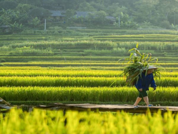 TREKKING PU LUONG