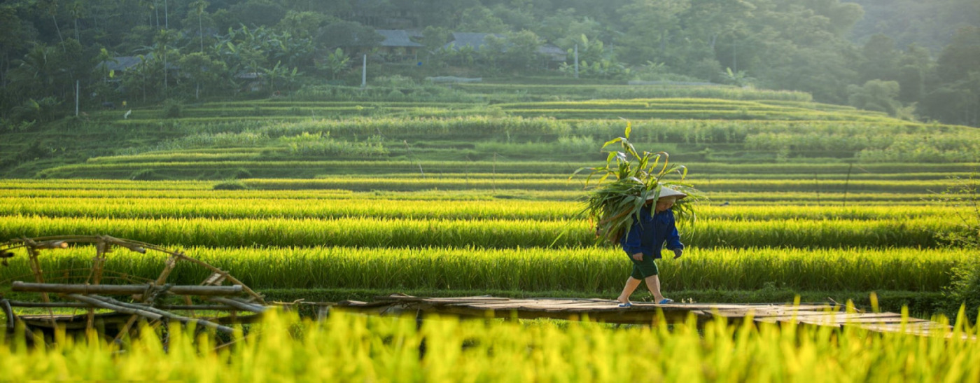 ruộng-bậc-thang-pù-luông- Anh dai dien ruong bac thang pu luong Anh dai dien