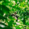 sctp0188 cat tien national park vietnam abasnejad 18
