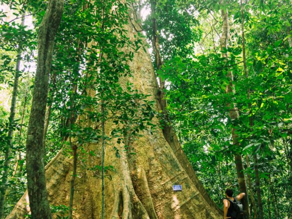 sctp0188 cat tien national park vietnam abasnejad 8
