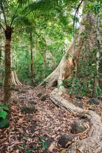 116804265 jungle in nam cat tien national park southern vietnam evergreen tropical forest