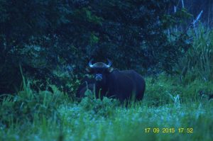9 years after the last rhinos death at Cat Tien National Park