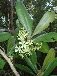 Ancistrocladus tectorius CTNP RPB flowers