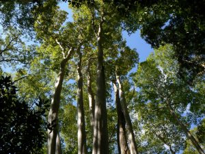 CatTien trek Lagerstroemia forest resize
