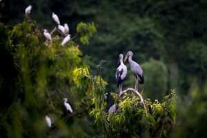 birds in thung nham valley