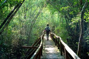 nam cat tien national park vietnam shutterstock Quang nguyen vinh