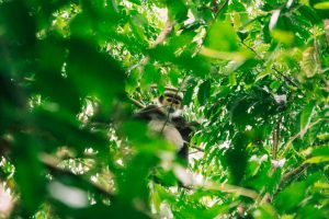 sctp0188 cat tien national park vietnam abasnejad 18