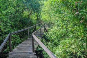 trekking cat tien np