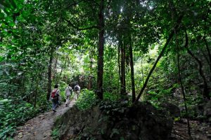 vuon quoc gia cuc phuong1