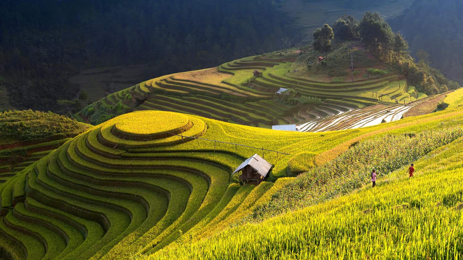 Rice scape Mu Cang Chai Vietnam