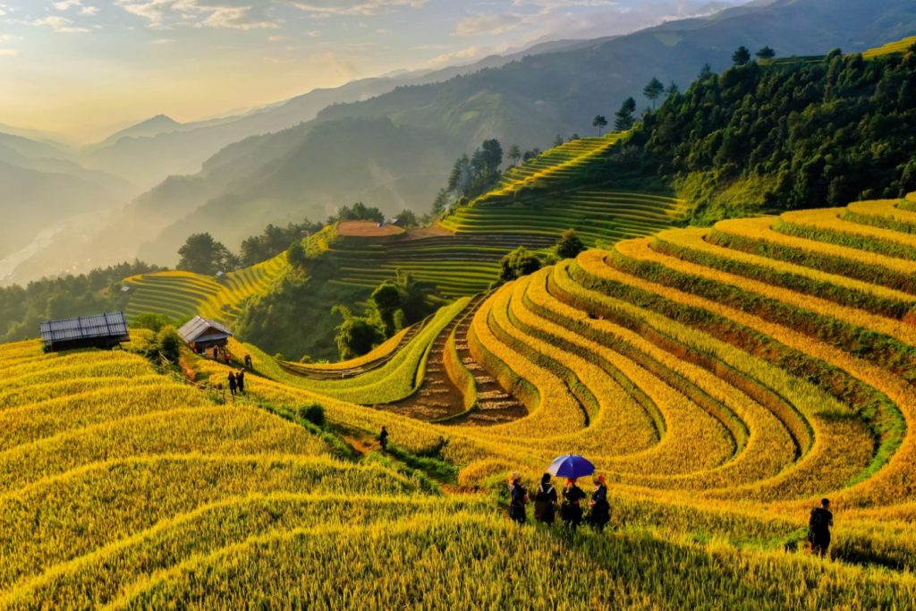 mua Lua Chin mu cang chai