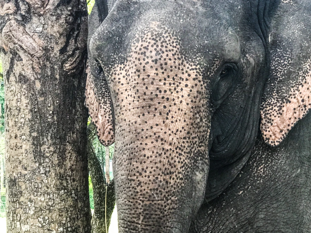 1 elephant eyes