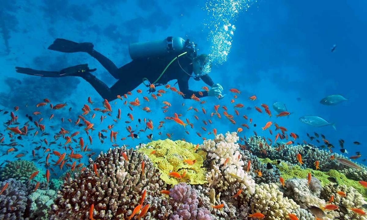 3340 scubadivingvietnam 1581071089 5024 1928