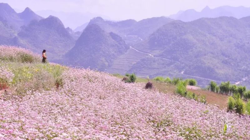 when-is-the-best-time-to-visit-ha-giang-7