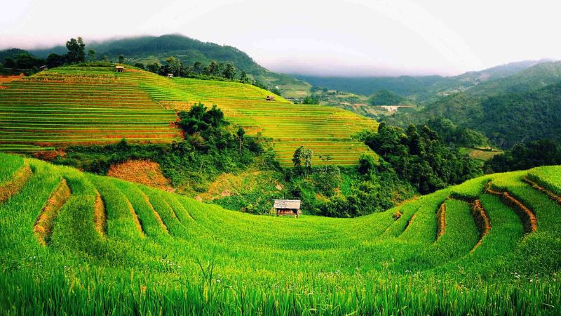 Vietnam Northern Travel: Moc Chau’s tea hills and spring blossoms create a dreamy escape