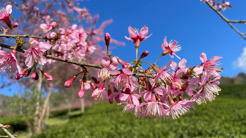 Best time to visit Sapa Vietnam: spring blooms and golden autumn views