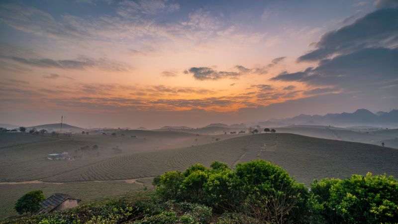 Moc Chau Plateau showcases rolling tea plantations, flower valleys, and cool mountain weather
