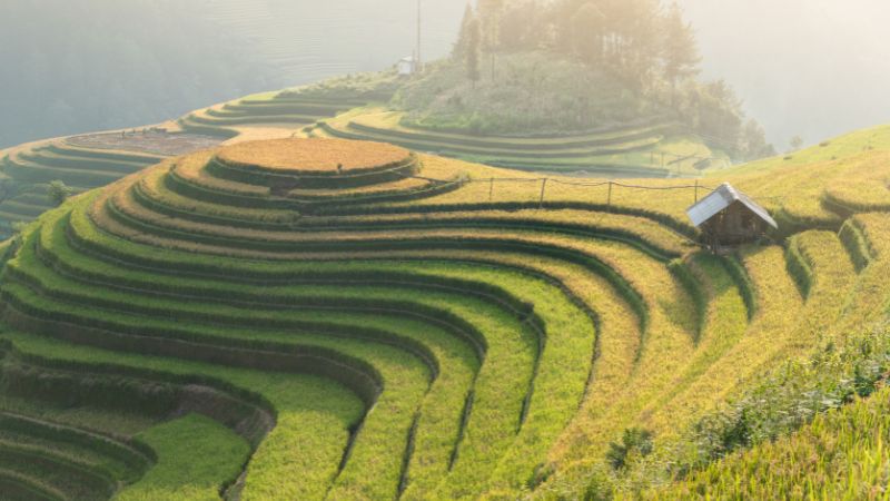 Mu Cang Chai's terraced fields glow golden, creating photographer's paradise