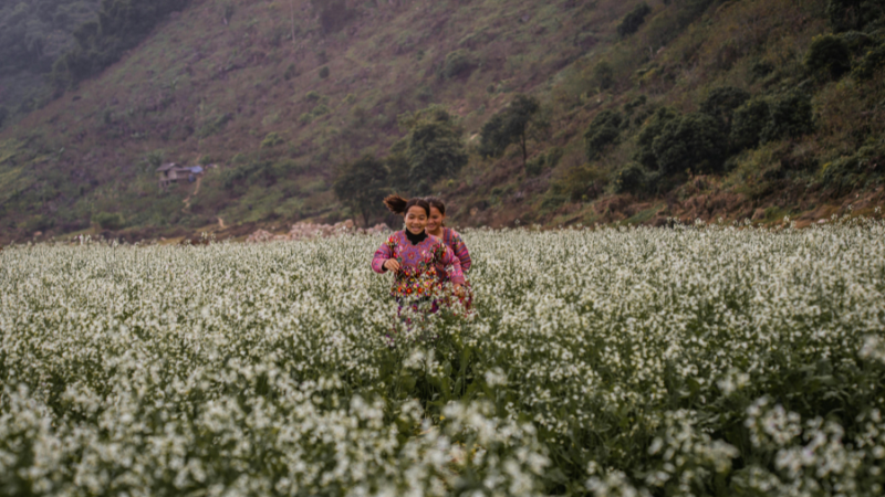 Moc Chau – a refreshing escape in the North of Vietnam, where tea hills and blossoms stretch for miles
