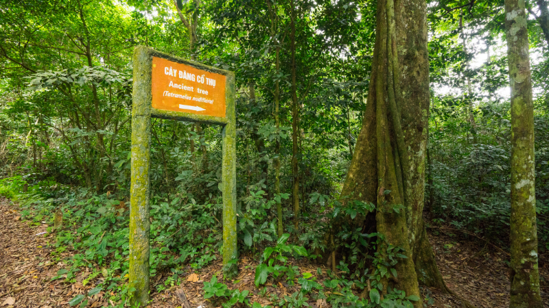 Exploring wildlife trails in Cuc Phuong National Park on a Ninh Binh day tour from Hanoi