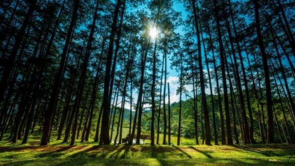 Pine forest Dalat Saigon to Dalat by private car