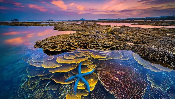 phu yen 1 16262441118992100726656