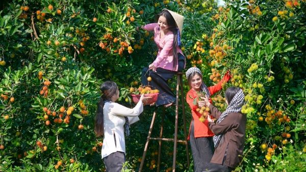 top 10 khu vuon trai cay tham quan mien phi o can tho 1 1