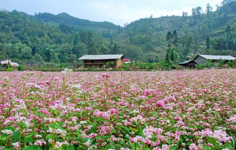 HÀ GIANG - CAO NGUYÊN ĐÁ ĐỒNG VĂN 2 hoa tam giac mach taxisanbayre 02