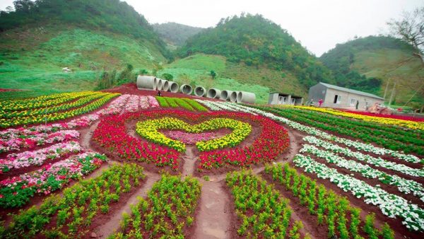 MỘC CHÂU - CẦU KÍNH BẠCH LONG 7 vuon hoa trai tim moc chau