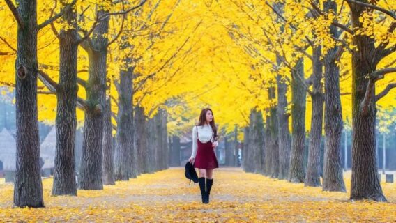 HÀ NỘI - SEOUL - NAMI - LOTTE WORLD - HANOK BUKCHON 5N4Đ 20 Dao buoc tai dao Nami